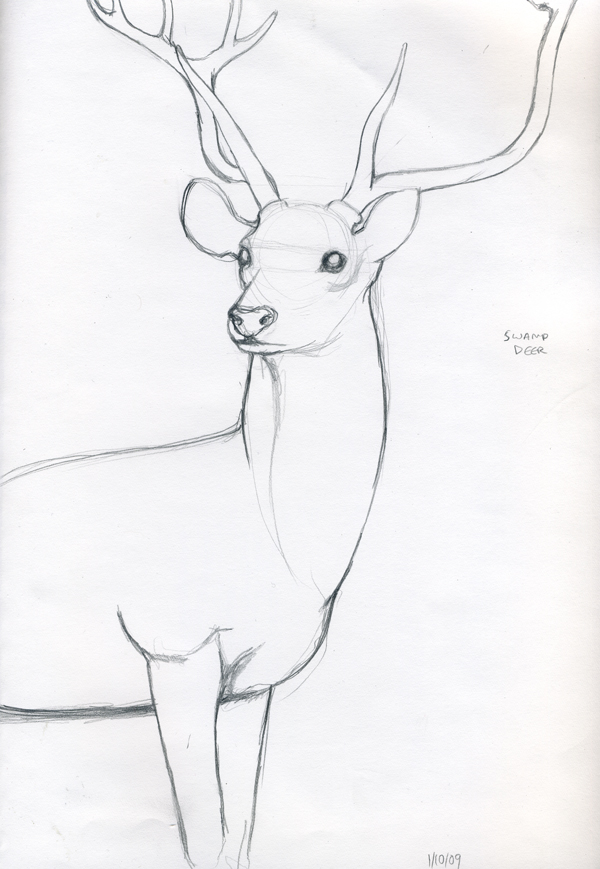 Swamp Deer
